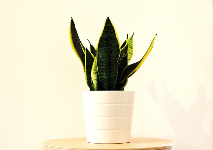 Snake Plant