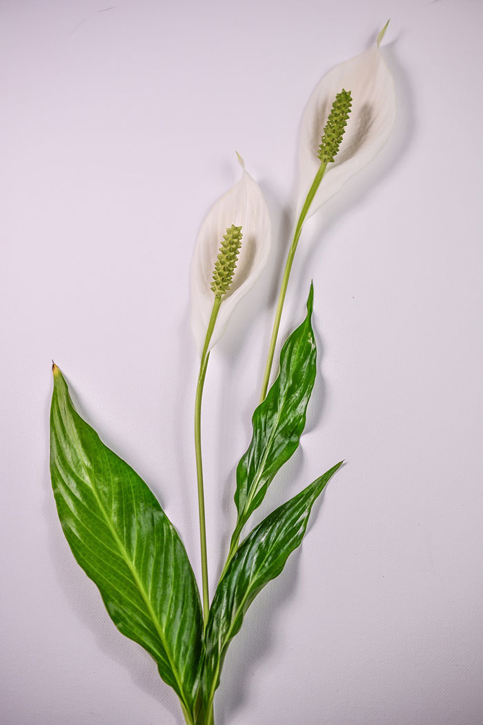 Peace Lily