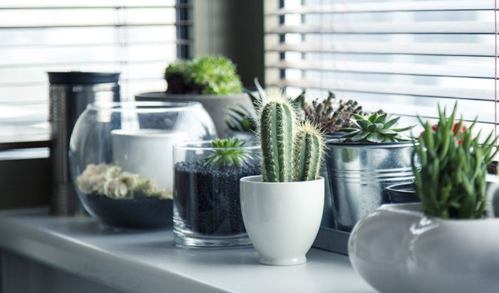 Rustic bathroom- houseplants